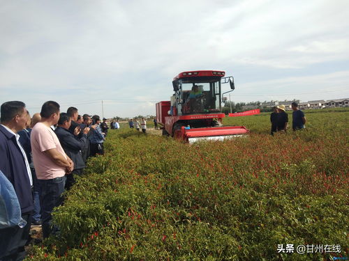 甘州区党寨镇积极推动农业产业转型多元化发展
